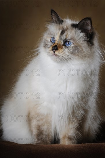 Holy Birman