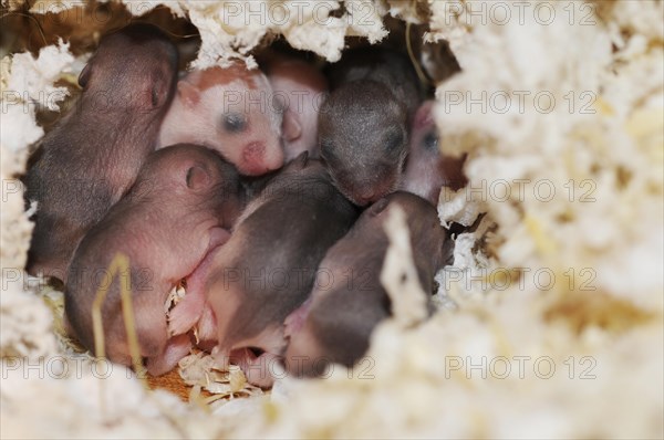 Djungarian hamsters (Phodopus sungorus)