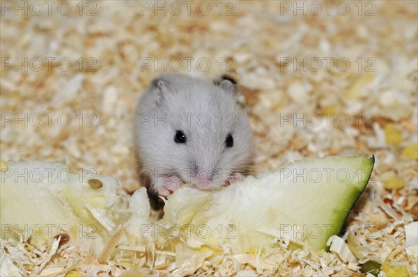 Djungarian hamster (Phodopus sungorus)