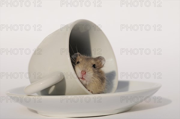 Djungarian hamster (Phodopus sungorus)