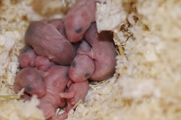 Djungarian hamsters (Phodopus sungorus)