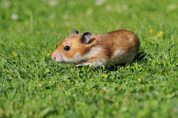 Golden hamster (Mesocricetus auratus)