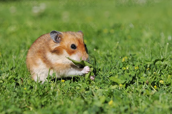 Golden hamster (Mesocricetus auratus)