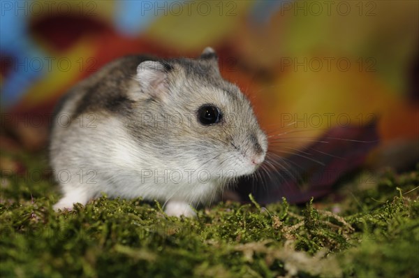 Djungarian hamster (Phodopus sungorus)