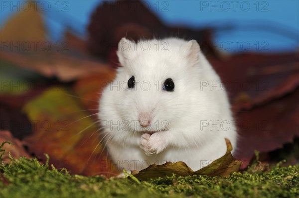 Dsungarian dwarf hamster