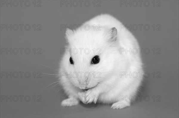 Dsungarian dwarf hamster