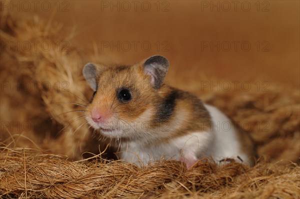 Golden hamster (Mesocricetus auratus)