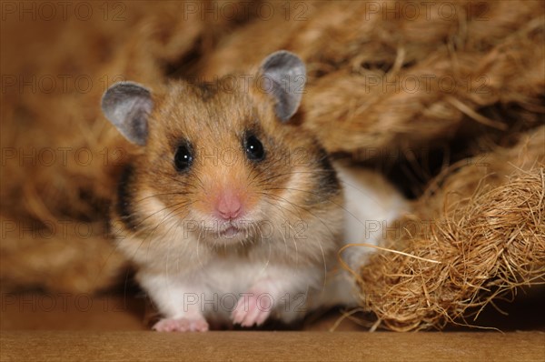 Golden hamster (Mesocricetus auratus)