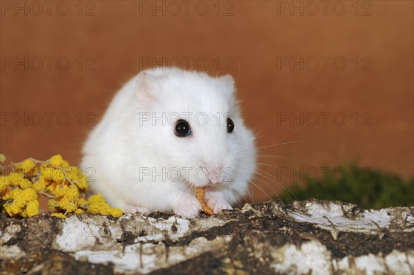 Dsungarian dwarf hamster