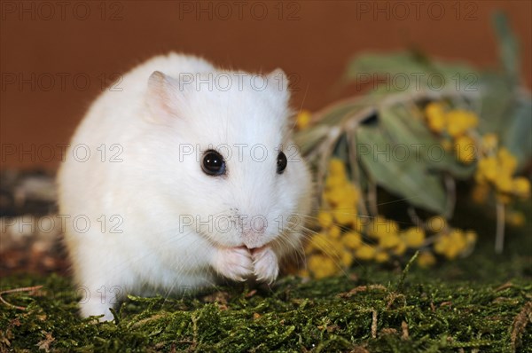 Dsungarian dwarf hamster