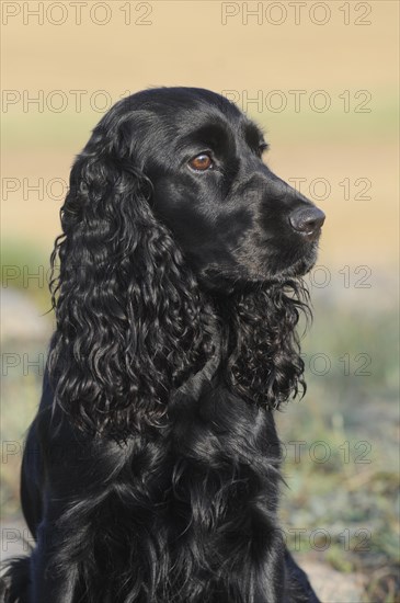 English Cocker Spaniel