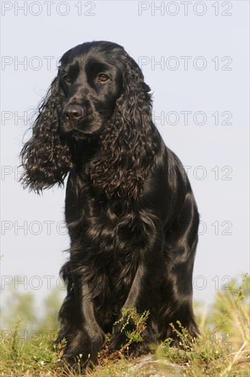 English Cocker Spaniel