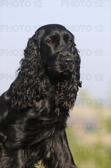 English Cocker Spaniel