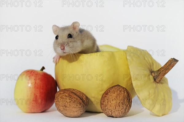 Dsungarian dwarf hamster