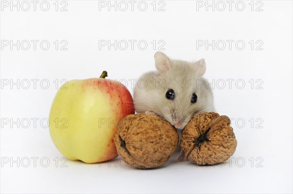 Dsungarian dwarf hamster