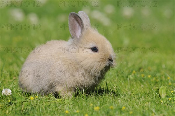 Dwarf rabbit