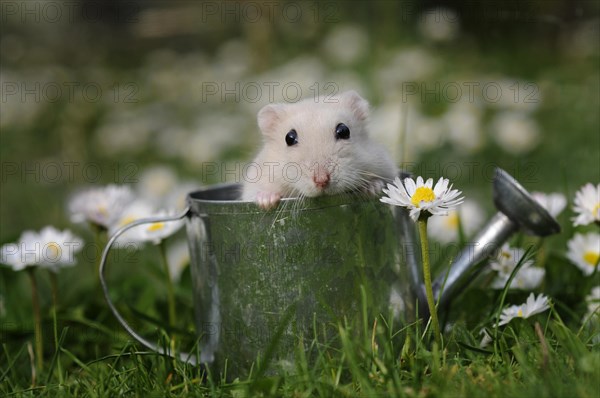 Dsungarian dwarf hamster (Phodopus sungorus)