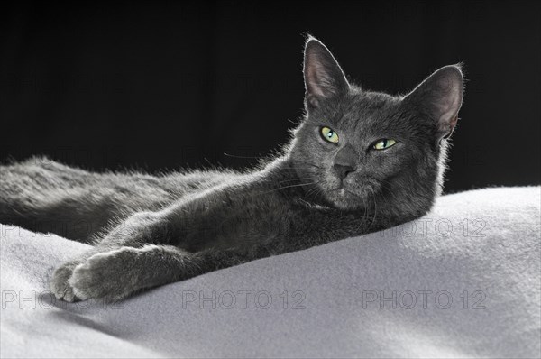 Russian Blue