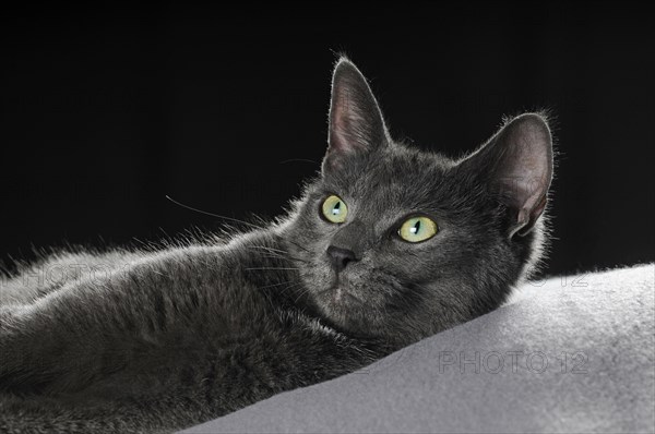 Russian Blue