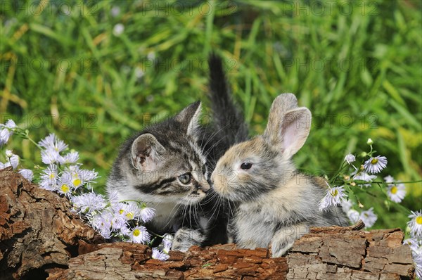 Mackerel domestic kitten and dwarf rabbit sniff at each other