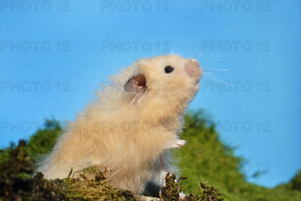 Teddy hamster