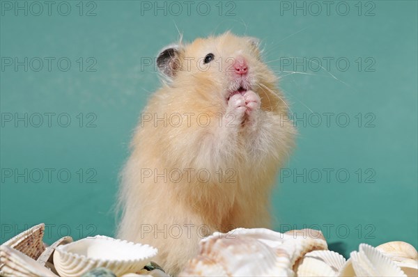 Teddy hamster