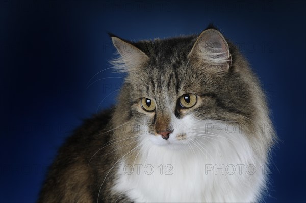 Maine-Coon-cat