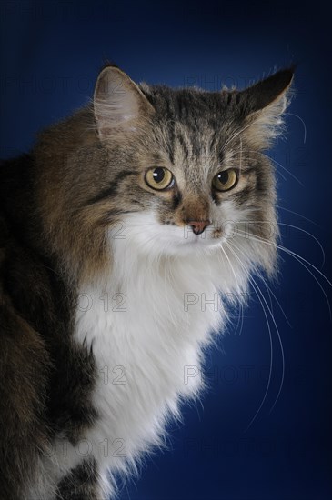 Maine-Coon-cat