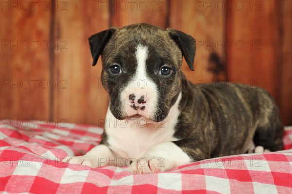 American Staffordshire Terrier