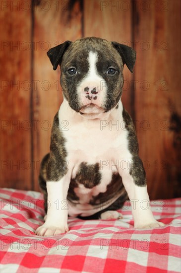 American Staffordshire Terrier