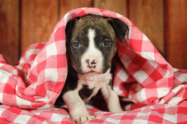 American Staffordshire Terrier