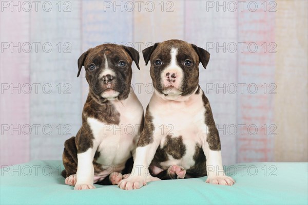 American Staffordshire Terrier