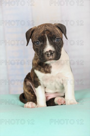 American Staffordshire Terrier