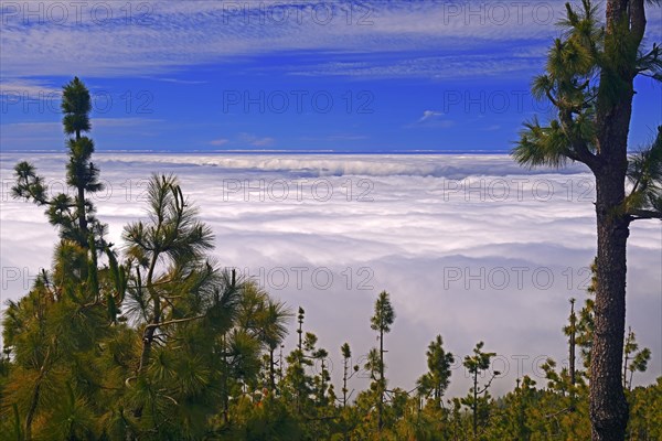 View over trade wind clouds