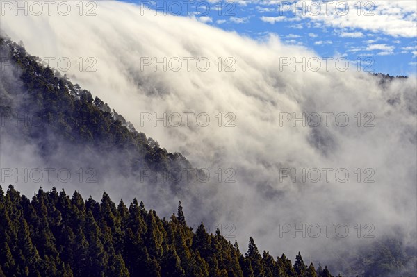 Trade wind clouds haning over a crest