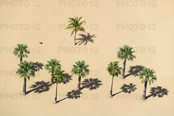 Palms on the beach