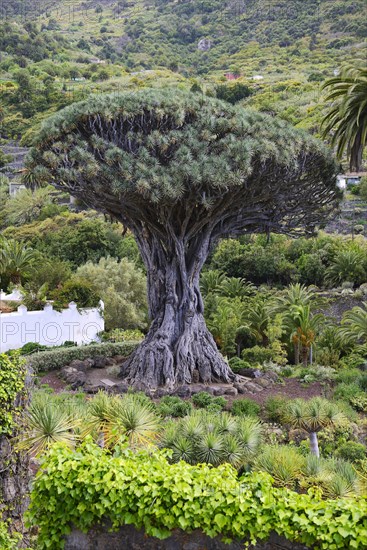 Thousand years old Canarian dragon tree (Dracaena draco)