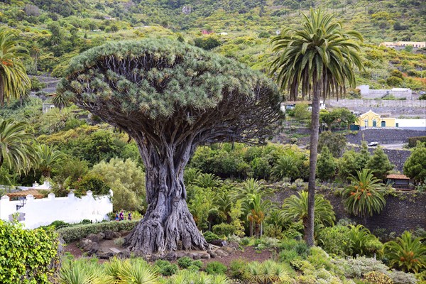 Thousand years old Canarian dragon tree (Dracaena draco)