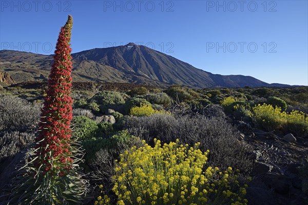 Mount Teide