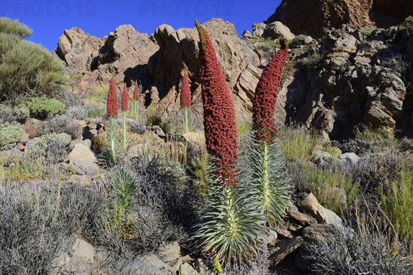 Tenerife bugloss (Echium wildpretii) in flower