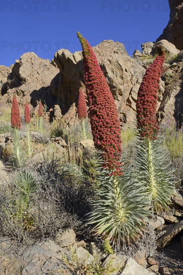 Tenerife bugloss (Echium wildpretii) in flower