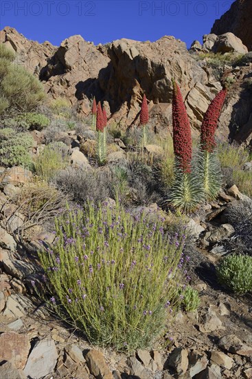 Tenerife bugloss (Echium wildpretii) in flower