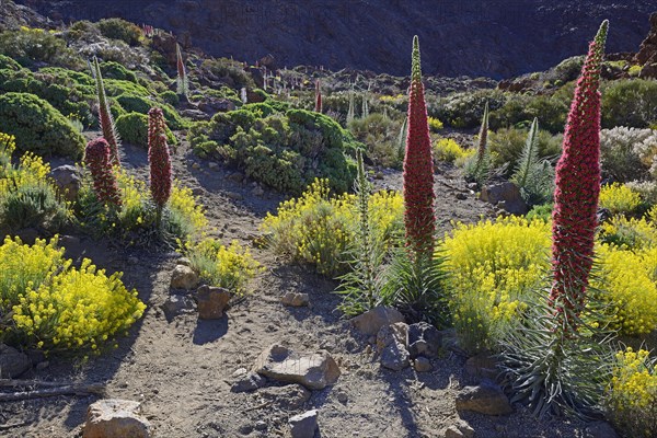 Tenerife bugloss (Echium wildpretii) in flower