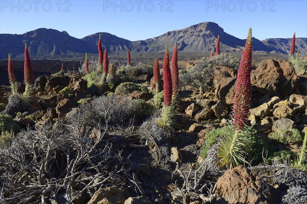 Tenerife bugloss (Echium wildpretii) in flower