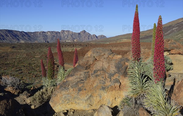 Tenerife bugloss (Echium wildpretii) in flower