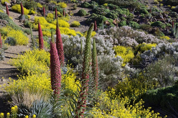 Tenerife bugloss (Echium wildpretii) in flower