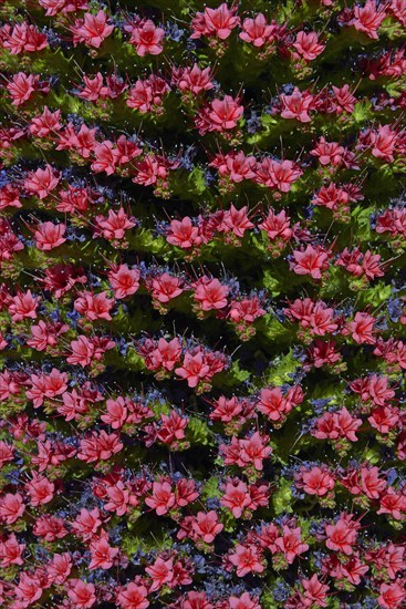 Tenerife bugloss (Echium wildpretii) in flower