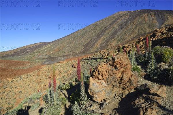 Tenerife bugloss (Echium wildpretii) in flower