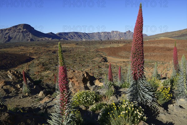 Tenerife bugloss (Echium wildpretii) in flower