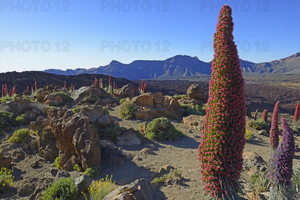 Tenerife bugloss (Echium wildpretii) in flower